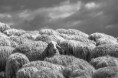/album/cogli-lattimo/paolo-a2a5538-1-copia-jpg/